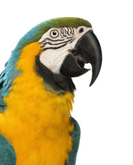 Close-up of a Blue-and-yellow Macaw, Ara ararauna, 30 years old