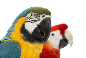 Obraz premium Close-up of a Blue-and-yellow Macaw, Ara ararauna, 30 years old
