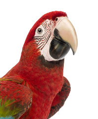 Close-up of a Green-winged Macaw, Ara chloropterus, 1 year old