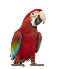Obraz premium Green-winged Macaw, Ara chloropterus, 1 year old