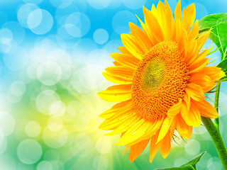 Naklejka premium Close up of sunflower