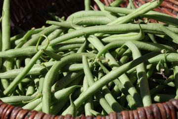 Haricots