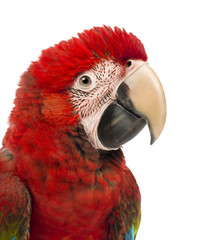 Close-up of a Green-winged Macaw, Ara chloropterus, 1 year old