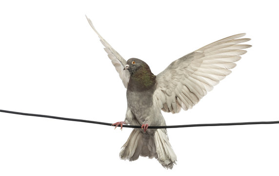 Pigeon Perched On An Electric Wire Flying Away