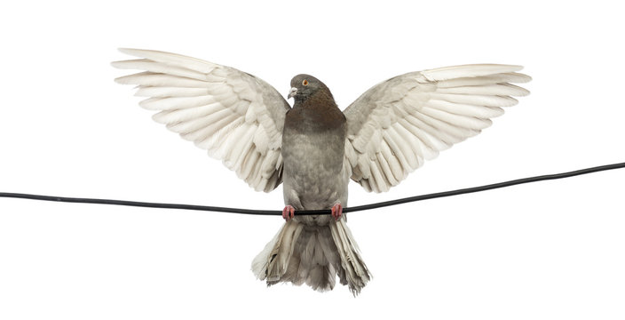 Pigeon perched on an electric wire flying away