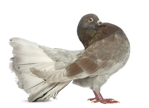 Side view of a Pigeon standing in front of white background