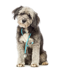 Dog sitting and wearing a blue stethoscope around the neck