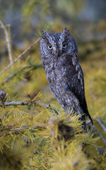 Scops Owl