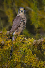 Kestrel in Larch Tree