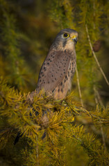 Kestrel in Larch Tree 2