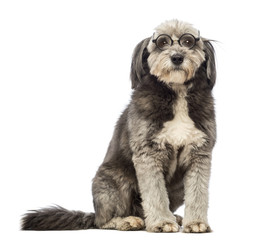 Crossbreed, 4 years old, sitting and wearing glasses repaired