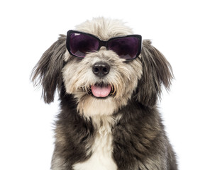 Close-up of a Crossbreed, 4 years old, wearing sunglasses