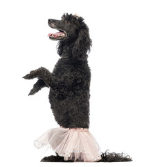 Poodle, 5 years old, standing on hind legs, wearing a pink tutu