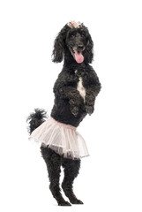 Poodle, 5 years old, standing, dancing, wearing a pink tutu