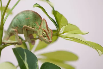 Keuken foto achterwand Kameleon Yemen chameleon