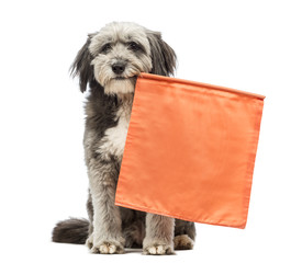 Crossbreed, 4 years old, sitting and holding an orange flag