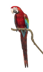 Naklejka premium Green-winged Macaw, Ara chloropterus, 1 year old, perched