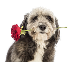 Close-up of a Crossbreed, 4 years old, holding a red rose