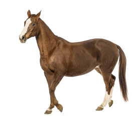 Horse walking in front of white background