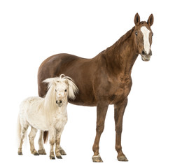 Horse and Shetland standing next to each other