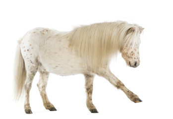 Obraz premium Side view of a Shetland stretching its leg
