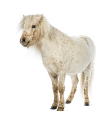 Fototapeta premium Shetland in front of white background