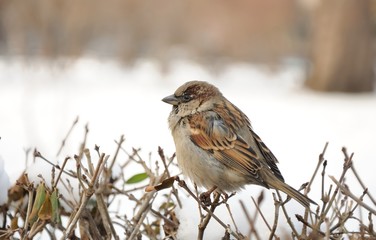 sparrow sitting on bush in winter