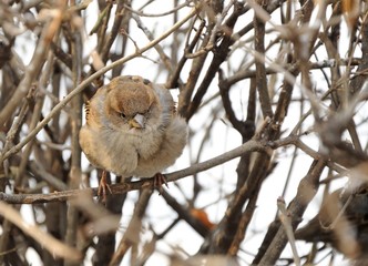 sparrow sitting on bush in winter