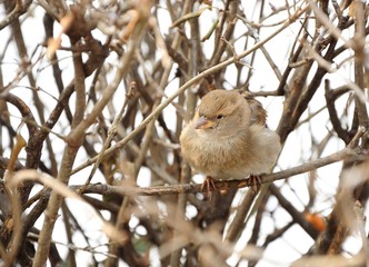 sparrow sitting on bush in winter