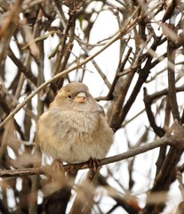 sparrow sitting on bush in winter