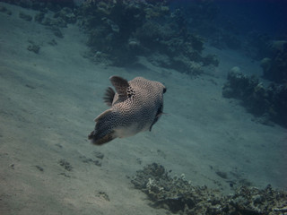 kugelfisch von hinten