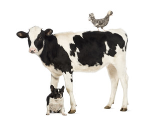 Calf, 8 months old, standing with a Polish chicken standing