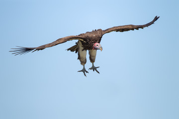 Ohrengeier am blauen Himmel (Aegypius tracheliotus)