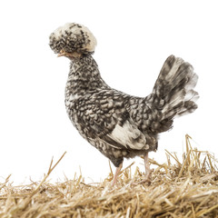Polish standing on straw in front of white background
