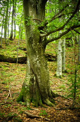 Obraz premium Scary lonely tree