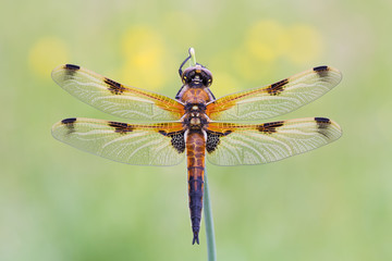 Vierfelck Libelle - Libellula quadrimaculata