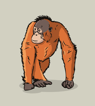 recommend clip art: Cartoon Orangutan ape