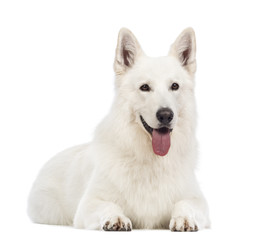 Obraz premium Swiss Shepherd dog, 5 years old, lying, panting and looking away