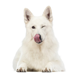 Swiss Shepherd dog, 5 years old, lying, licking its nose
