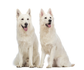 Two Swiss Shepherd dogs, 5 years old, sitting and panting