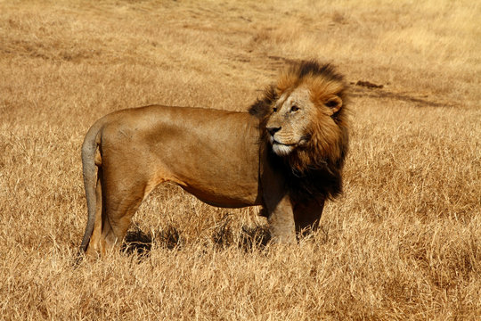 Male Lion Blown by the Wind