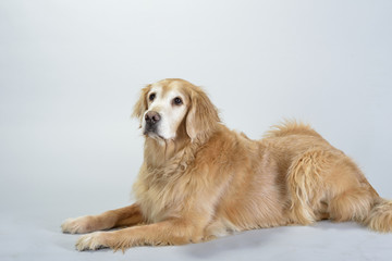 Dog Golden Retriever