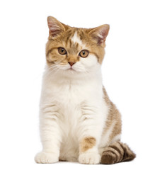Obraz premium Kot Brytyjski Krótkowłosy 3,5 miesiąca siedzący