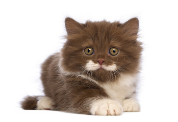 British Longhair kitten, 6 weeks, looking at the camera