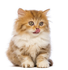 British Longhair kitten, 2 months old, sitting, looking away