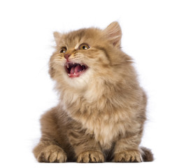 British Longhair kitten, sitting, looking up and meowing