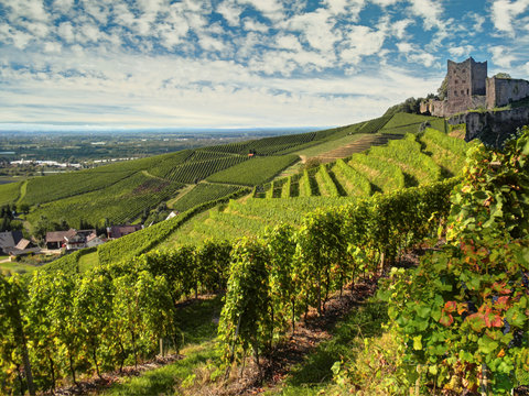 Ruine Schauenburg Oberkirch
