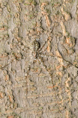 animal spider on tree