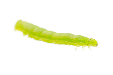 green caterpillar