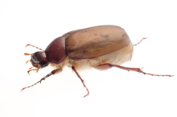  brown June beetle